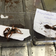 Spiders that have been euthanized after being shipped from Northern Europe and arriving in Australia in mid-March (Australian Department of Agriculture and Water Resources)